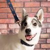 Detroit Tigers Dog Leash